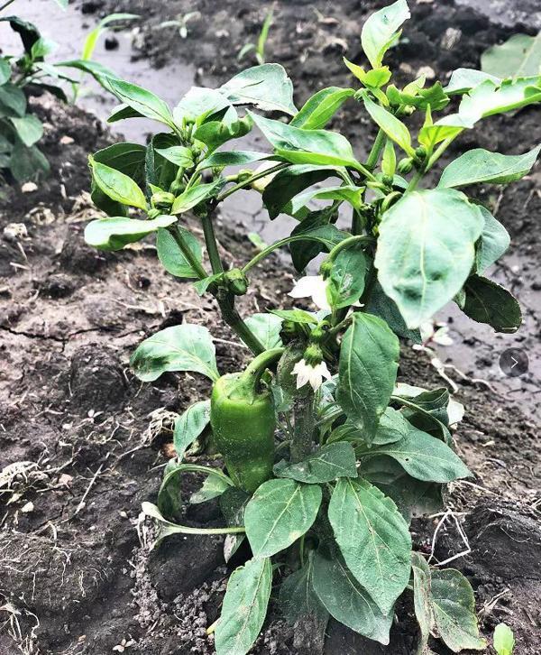 全景呈现:方正县首届稻作文化节盛大开幕! 17