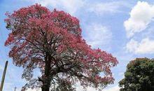 遵循自己内心的真情实感去描写：《我的植物朋友——木棉》点评