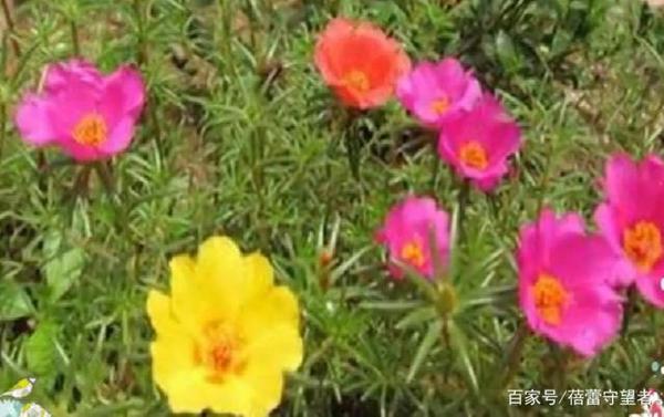 四年级写景作文,美丽的午时花 1