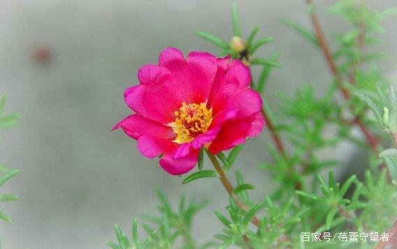 四年级写景作文,美丽的午时花 2