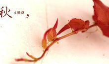 秋之遐想-关于秋天的作文500字