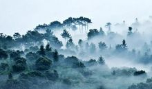 品雾-描写雾景的作文500字