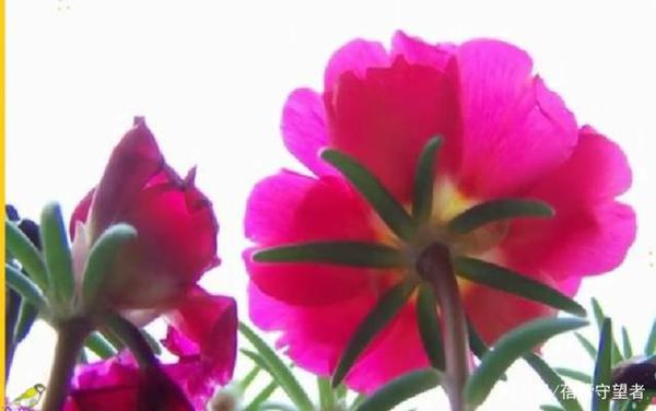 四年级写景作文,美丽的午时花 4
