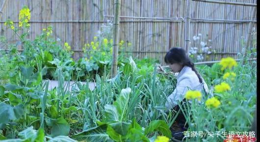 高分作文的3个秘诀,都藏在李子柒这个12分钟的视频里