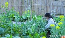 高分作文的3个秘诀，都藏在李子柒这个12分钟的视频里