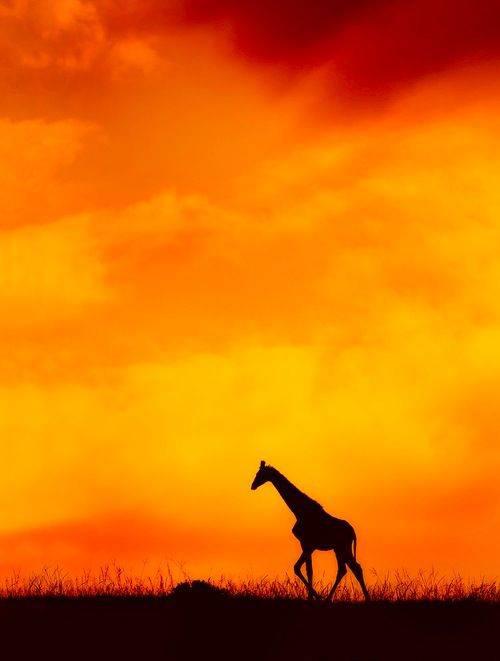 晚霞归暮处风烟断黄昏散文