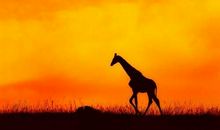 晚霞归暮处风烟断黄昏散文