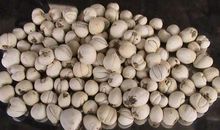 母亲钟爱的贝母 优秀状物作文1200字