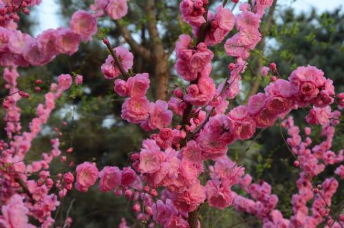 桃花盛开的季节_800字