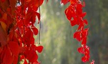 血染东南半壁红，忍将奇迹做奇功 关于革命烈士的作文1500字