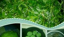 家乡的蒿子粑粑-写物的作文300字