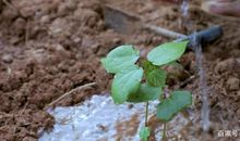 看了20遍李子柒弹棉花，终于写出优秀作文，老师：这就是语文学习