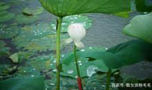 小学生作文《雨》作者粉毛毛