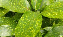 考场难题！用作文填平脑袋打天下还是练好头脑打天下？