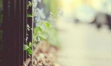 秋意的忧伤作文950字