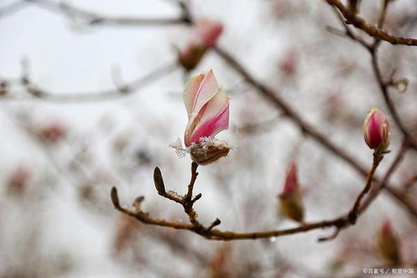 低年级获奖作文两篇:《摸雪》《和巨人赛跑》 1