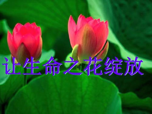 让感恩之花在每一片土地绽放_900字