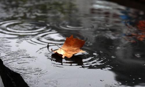 听雨 优秀记叙文800字