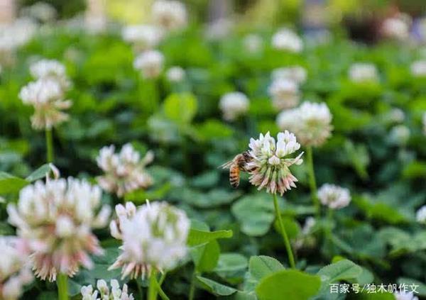 五年级作文:让青春开出花朵