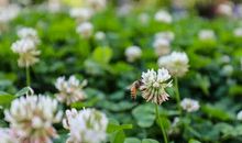 五年级作文：让青春开出花朵