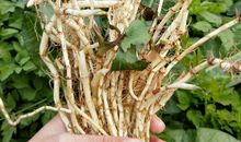 郑州东方作文学生作品：《挖菜根》 挖菜根