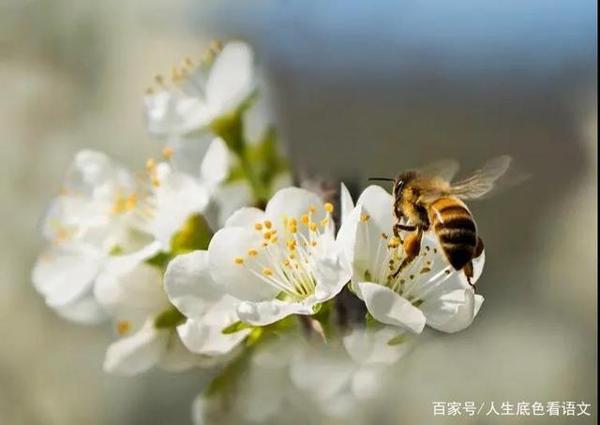 学习作文的基础招法,若能用心掌握,自己就能悟出作文提升之道
