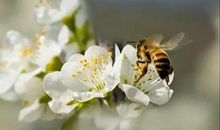 学习作文的基础招法，若能用心掌握，自己就能悟出作文提升之道