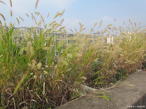 《赋得古原草送别》白居易十六岁考试作文,与元稹驿站墙互留诗 1