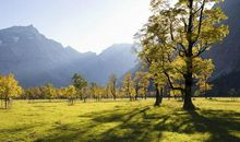 中学生作文：《一棵老梧桐》，我们家后院边上，长着一棵老梧桐