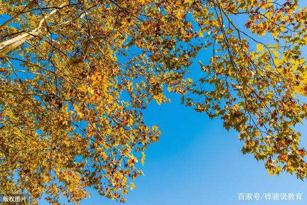 中学生作文:《一棵老梧桐》,我们家后院边上,长着一棵老梧桐 1