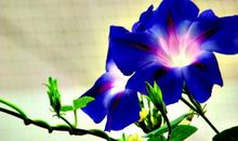 关于花的诗句45句