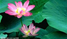 夏天的味道-关于夏天的诗歌