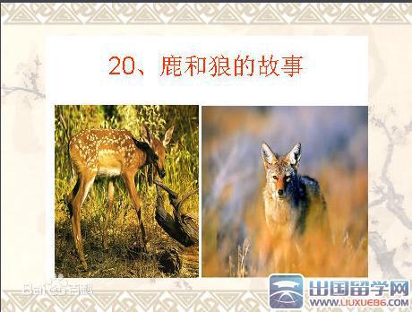 鹿和狼的故事读后感10篇