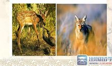 鹿和狼的故事读后感10篇