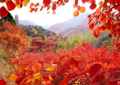 关于枫叶的优美句子