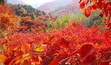 关于枫叶的优美句子