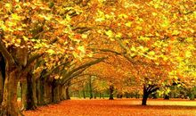 描写秋天唯美的诗句