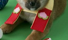 整理女儿低年级作文《最忠诚的动物》