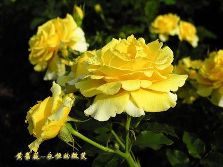 永恒的微笑_1200字