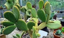 三年级作文：仙人掌