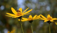 《我的植物朋友》：三年级作文习作展示，经老师一改，非常棒