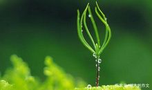 初二作文：独一无二的我