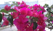 三角梅初中作文