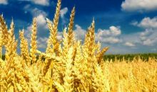 丰收时节 秋天的风景作文400字