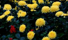 雨中赏菊初中作文