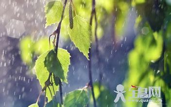 描写小雨的优美句子