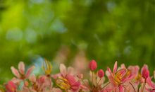 我的愿望作文：心愿，让生命之树常青