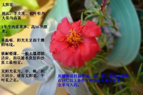 太阳花懂得微笑_600字