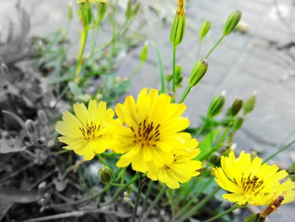 二年级作文，写作文有压力？写几个句子就可以？ 2