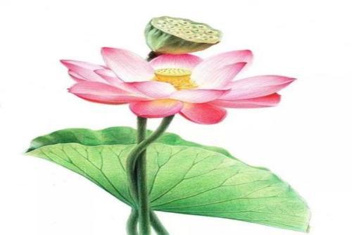 醉美荷花 优秀状物作文400字